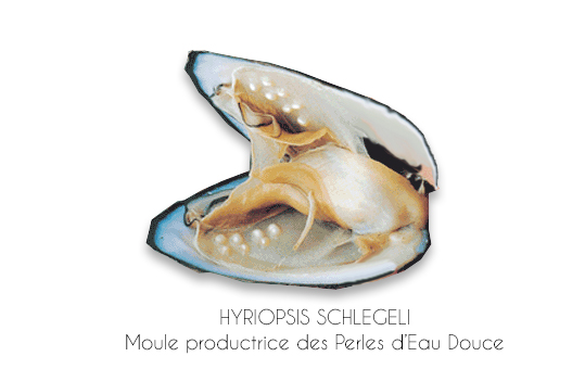 Moule Perliere des Perles d'Eau Douce